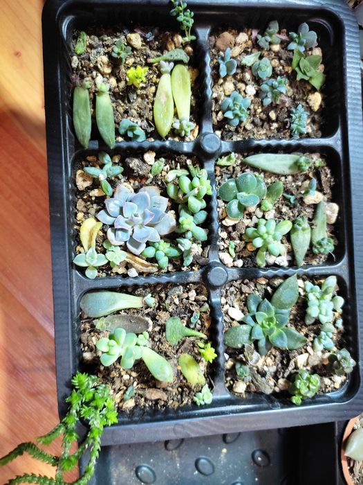 Суккуленты разные,укоренённые деткии
