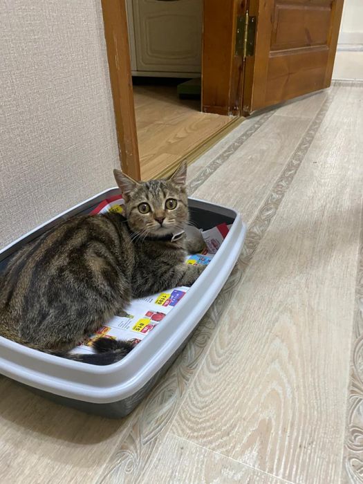 Отдам в добрые руки котёнка