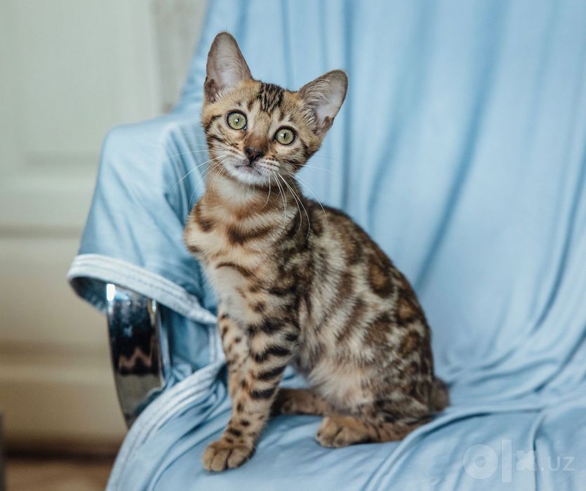 Бенгальские котята