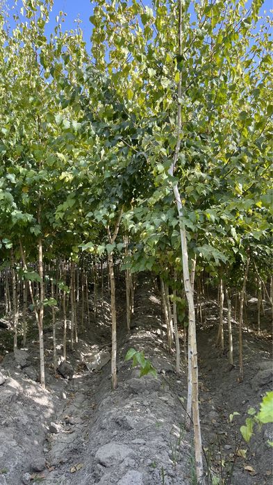 Берёза Beryoza (oq qayin).