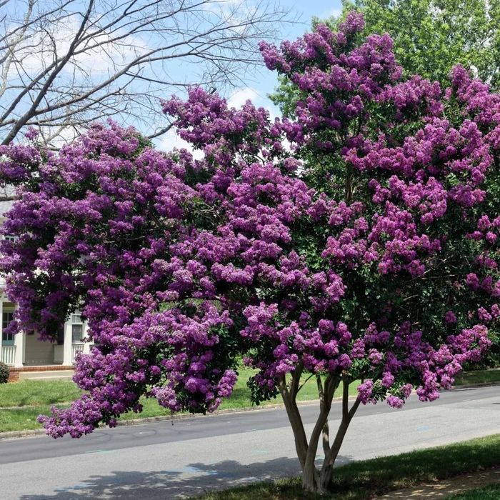 Liliac indian SUPERB
