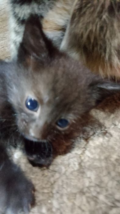 Отдам в добрые руки котят.