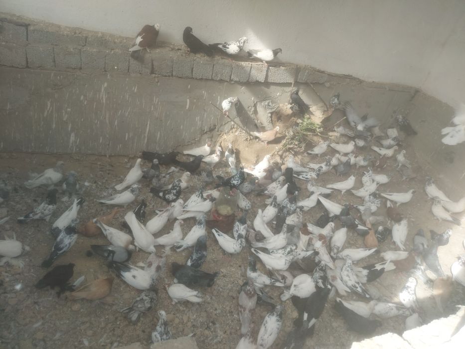 Голуби разные молодые и парные