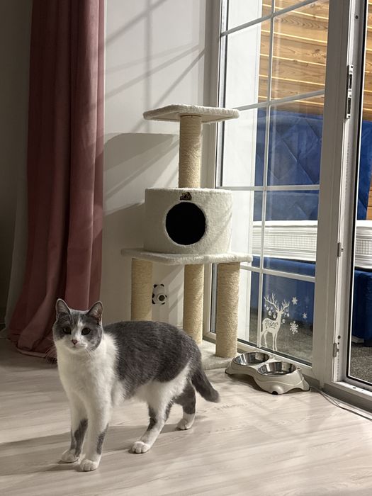 Кошка по имени Лео