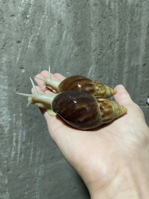 улитки ахатина фулика