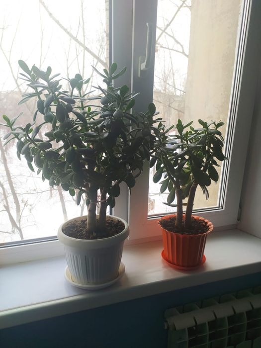 Цветы комнатные 2000 тг