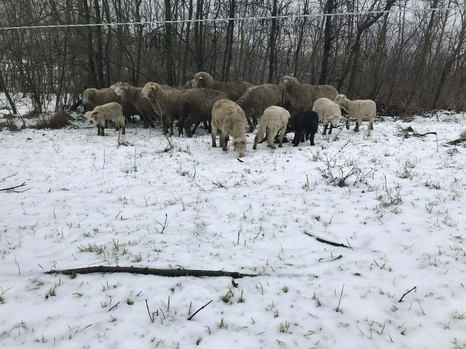 De vânzare 13 oii + 1 berbec  cu 11 miei și unele în curs de fătare