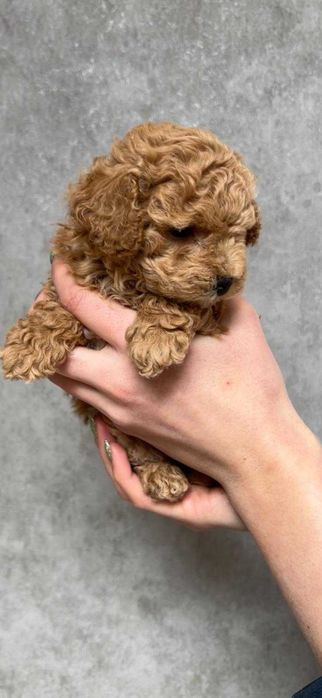 Той/тийкъп пудел кученца – Варна