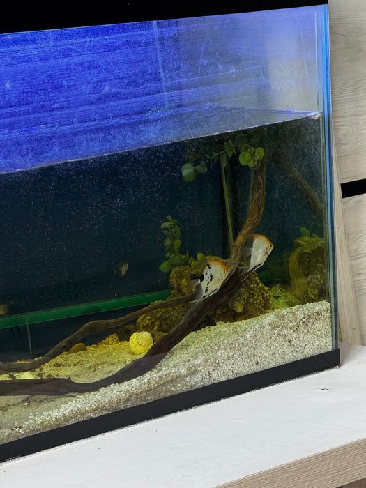 Продаем аквариум вместе со столом рыбками и всем что прилагается