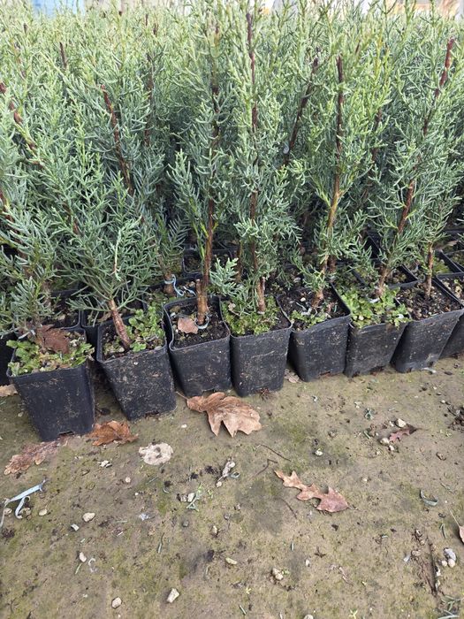 Kiparis arizonskiy koʻchatlari 25-30 sm