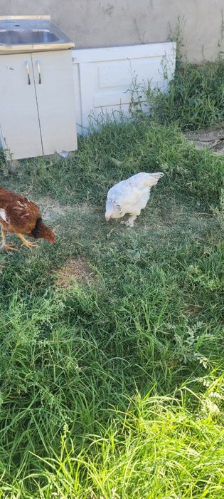 Продам куры ... домашних