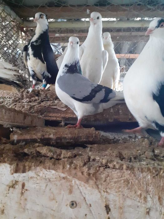 Vand porumbei jucatori galateni