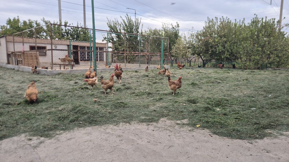 Кучин қораздары.