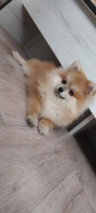 Продам помиранского шпица