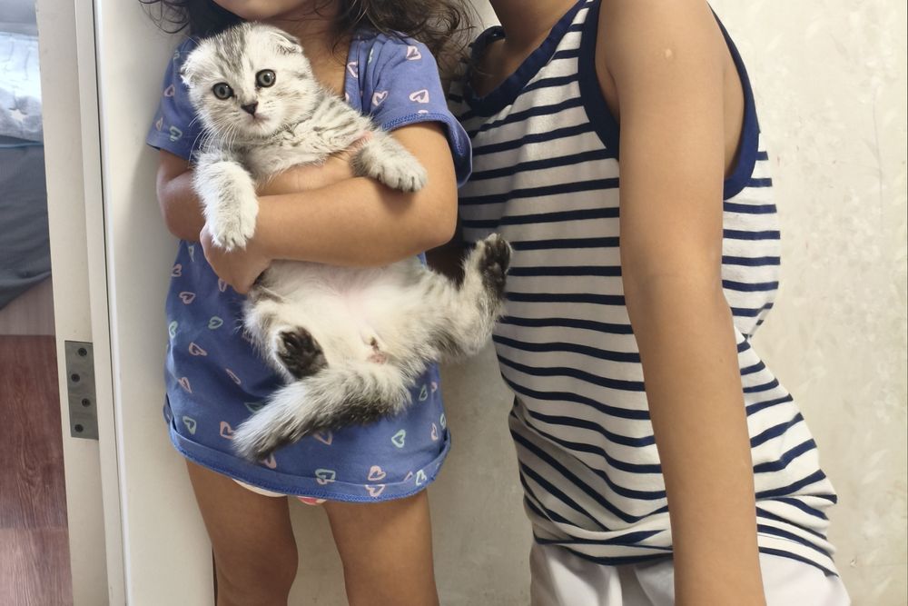 Шотландский котёнок веслауха