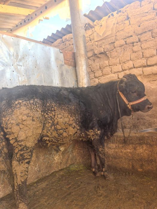 Продам Бычков жырный стоить на откорме