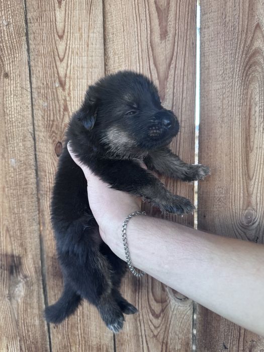 Щенята восточно европейской овчарки