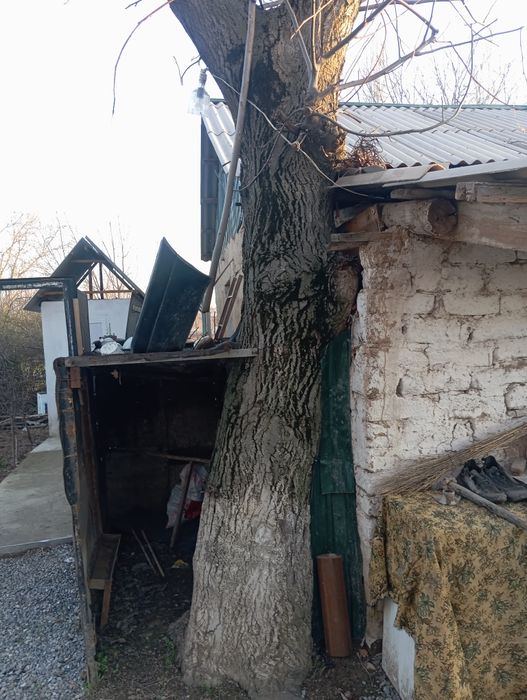 Орех дерево продается