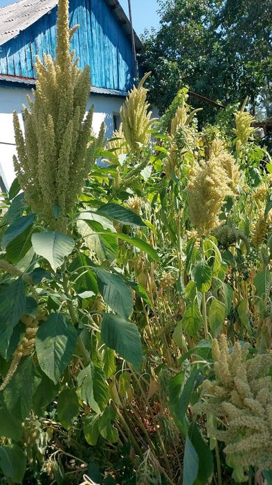 Амарант харьковский 1