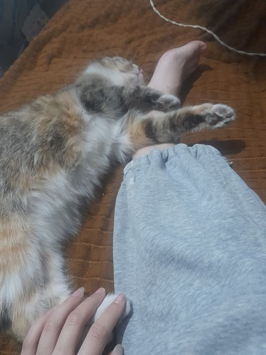отдам кошку, в хорошие руки
