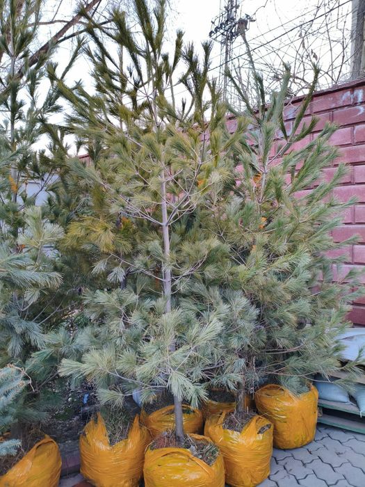 Сосна Веймутова 2.5 м.