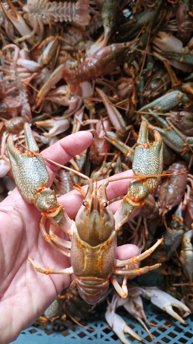 раки живые каспийские