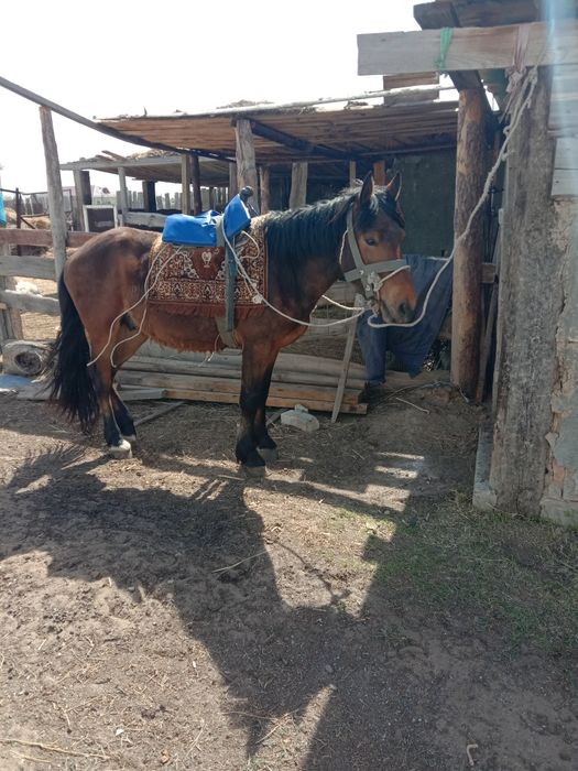 Құнан 3жасар 600000