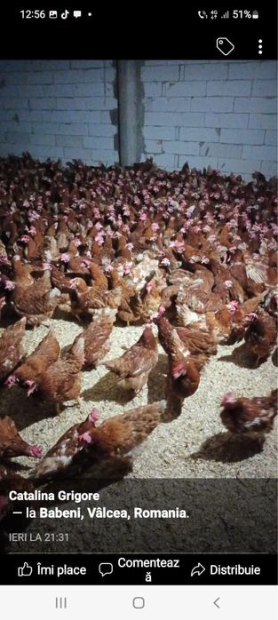 Vindem gaini ouatoare / Gaini de ouat