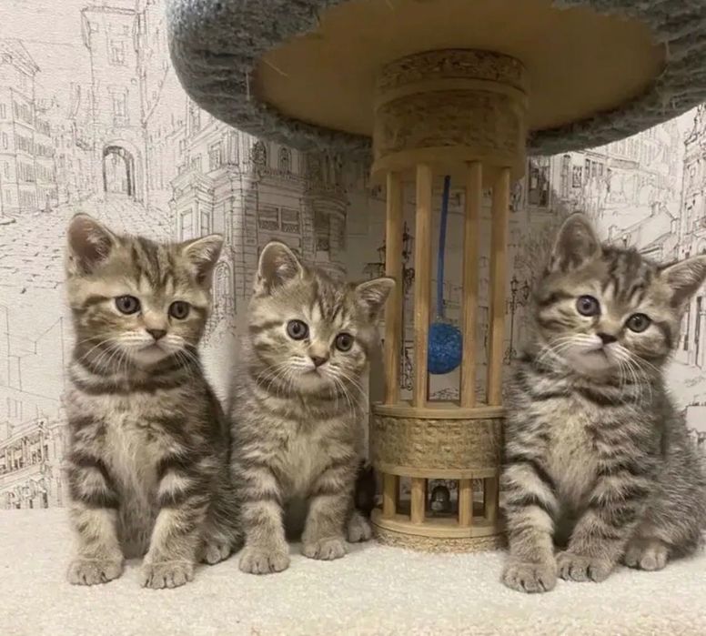 Чудесненькие Котята