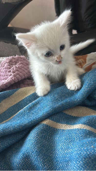 Отдам двух белых котят