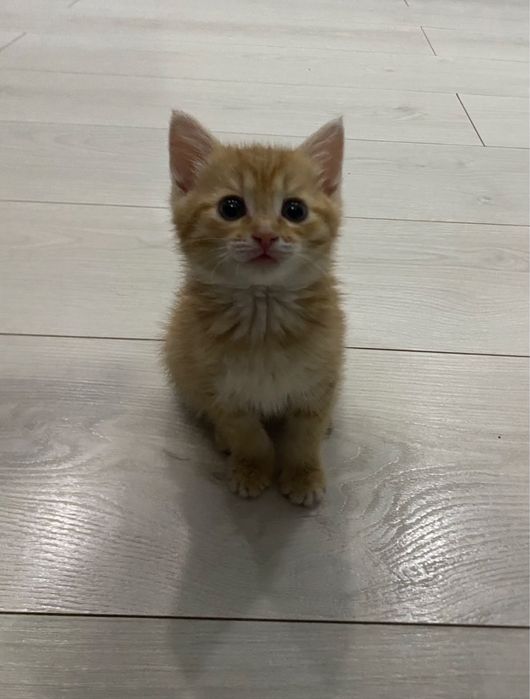 Продам кошку в хорошие руки