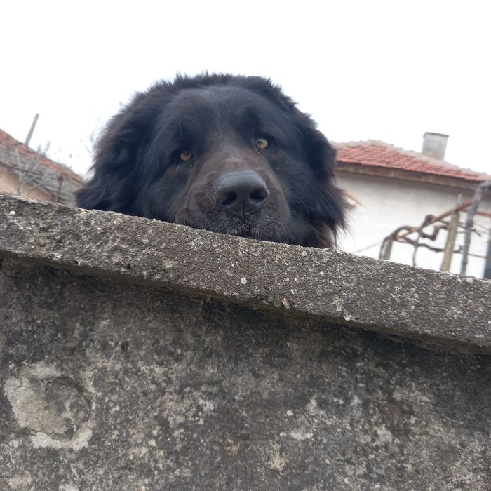 Продавам каракачанки