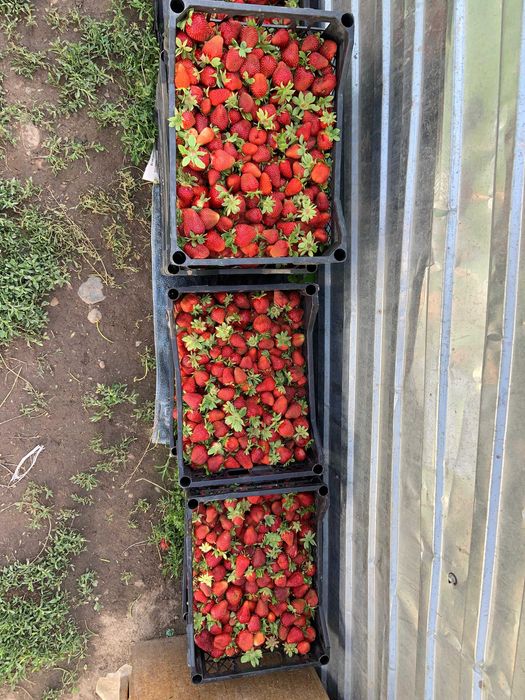 Продам рассаду клубники