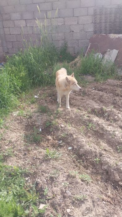 Хаски хаски хаски