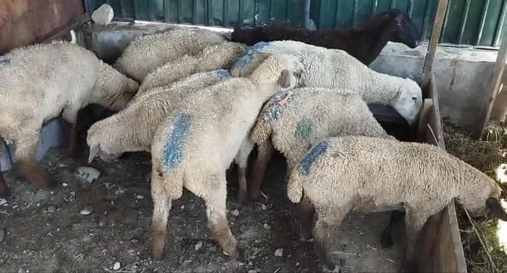 Бараны, овцы, қой.