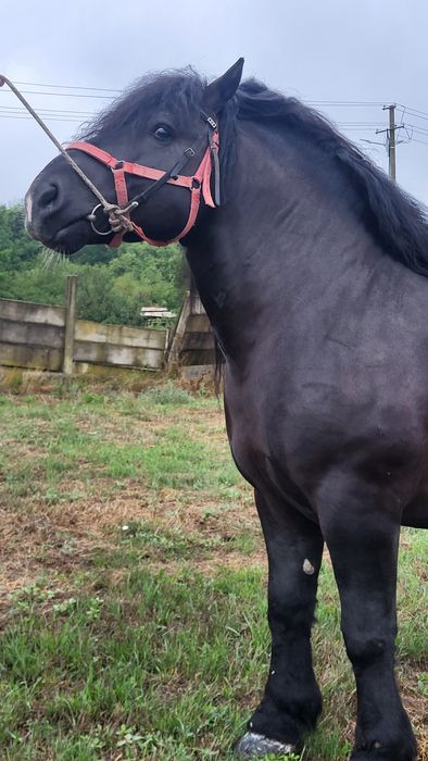 Armăsar Polonez 6 ani