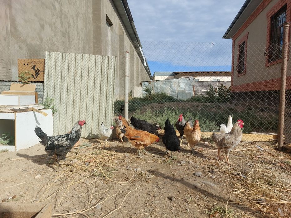 Жас кораздар сатылады