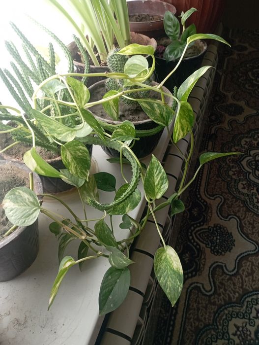 Гуллар сотилади арзон