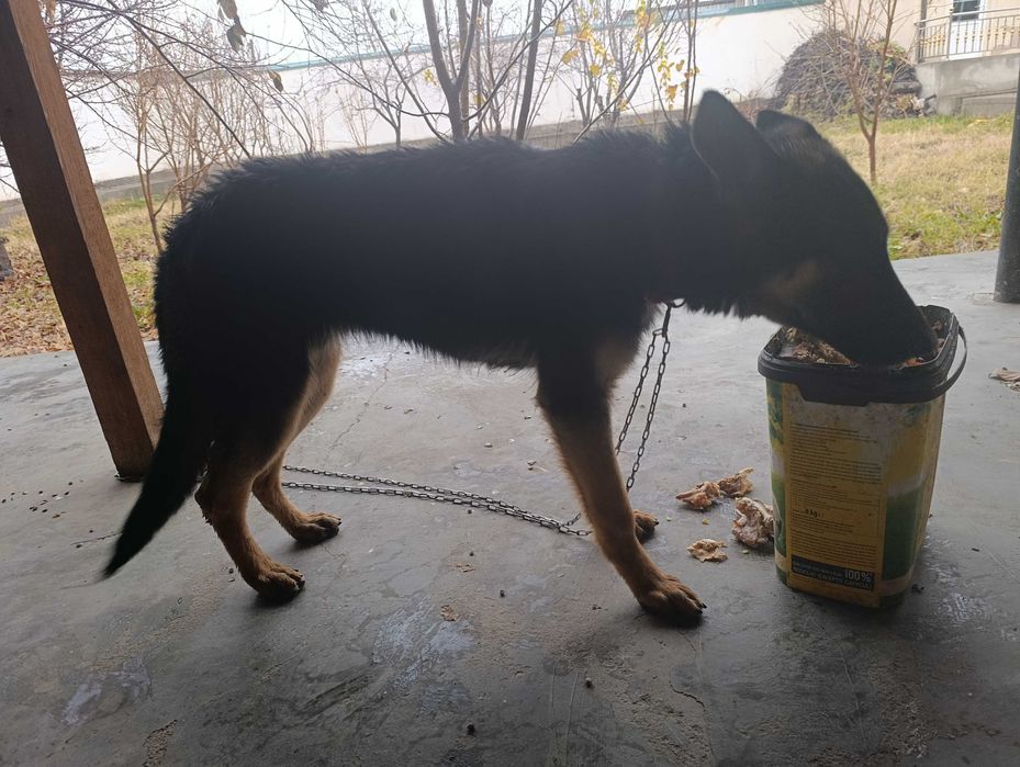 Афчарка қони тозза