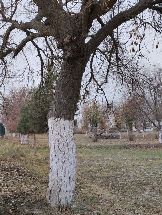 Дарахт Урик телл килинглар