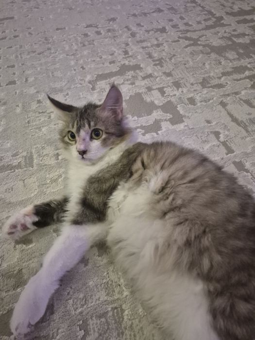 Отдам котика в добрые руки