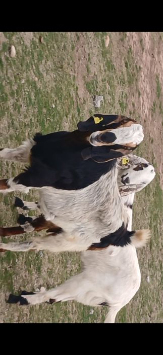 Коза битал пародалы буаз ешкілер сатылады