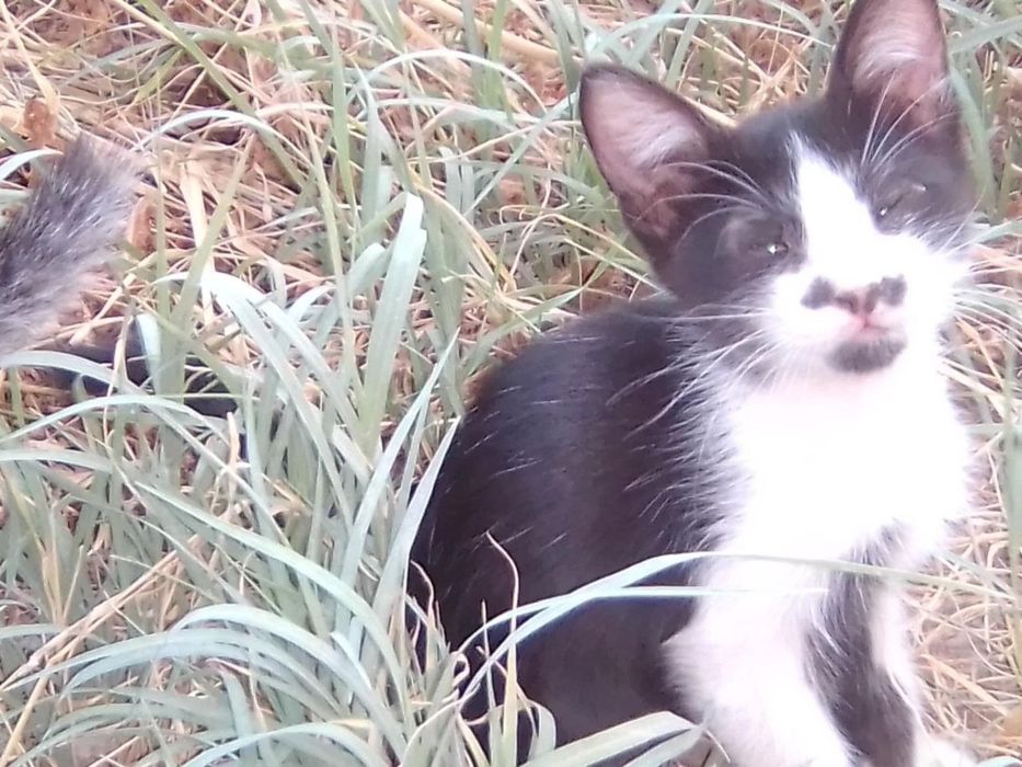 Котята даром в добрые руки