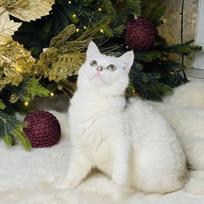 БЕРЕМЕННАЯ британка шиншилла