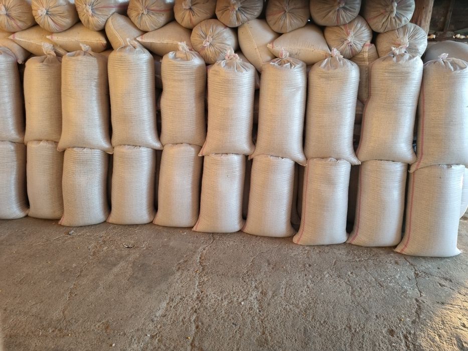 Porumb 1.15 lei transport inclus