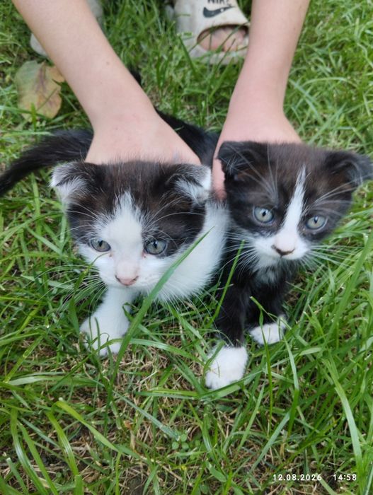 Продажа вислоухих котят