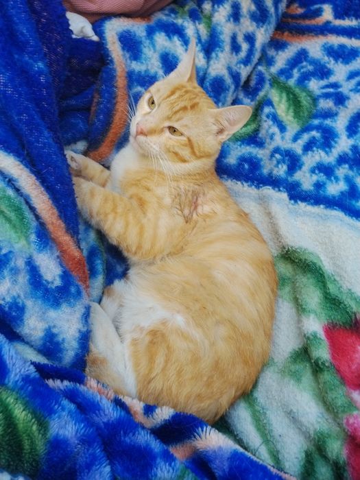 Отдам Бесплатно кота