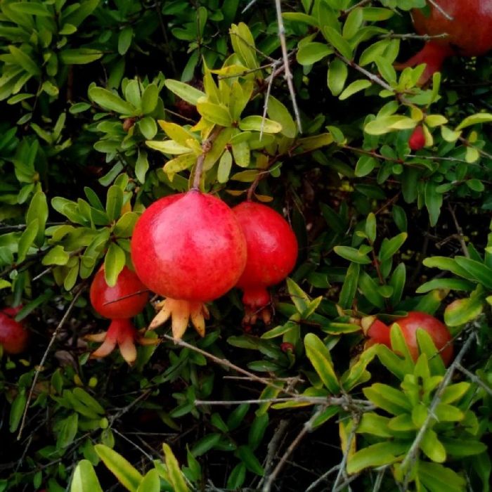 Pomi fructiferi exotici Rodiu melo