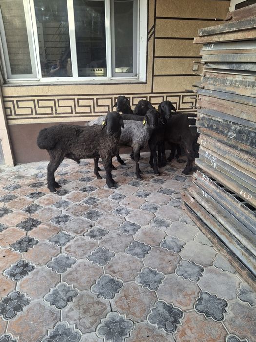 Қошқарлар 1жасар