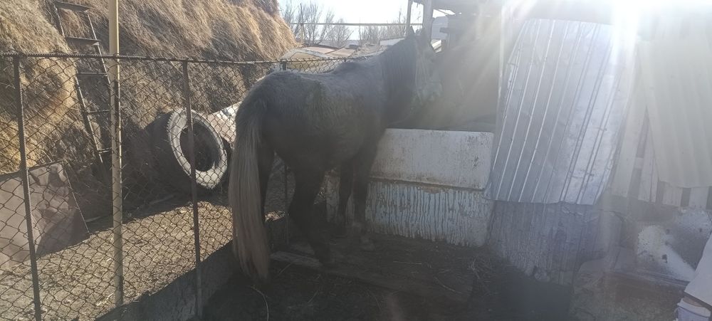 Продается кобыла